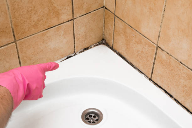 Mold Removal and Inspection in Brookside, AL